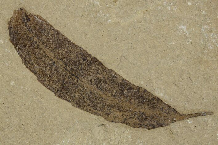 Detailed Fossil Leaf (Populus) - Green River Formation, Utah #334351